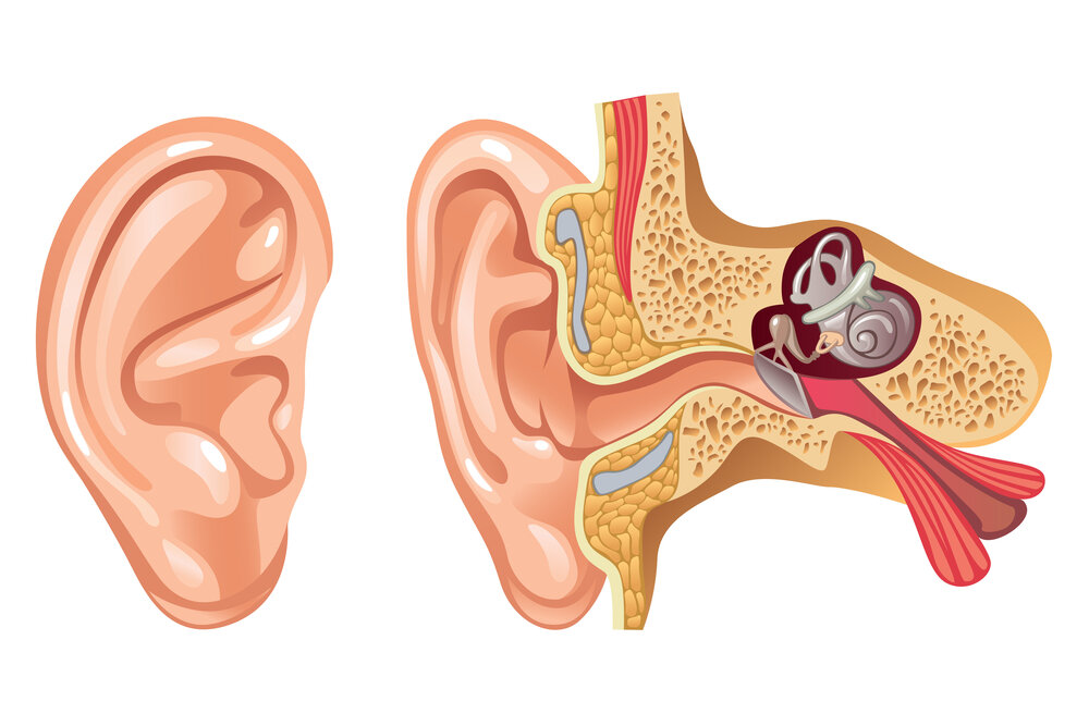 struktura uha